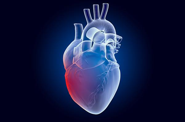 Una foto de un dibujo del corazón humano