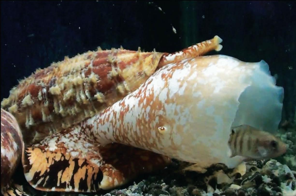 Un caracol cono marino cazando un pez. Foto cortesía del Dr. Baldomero Olivera, Universidad de Utah