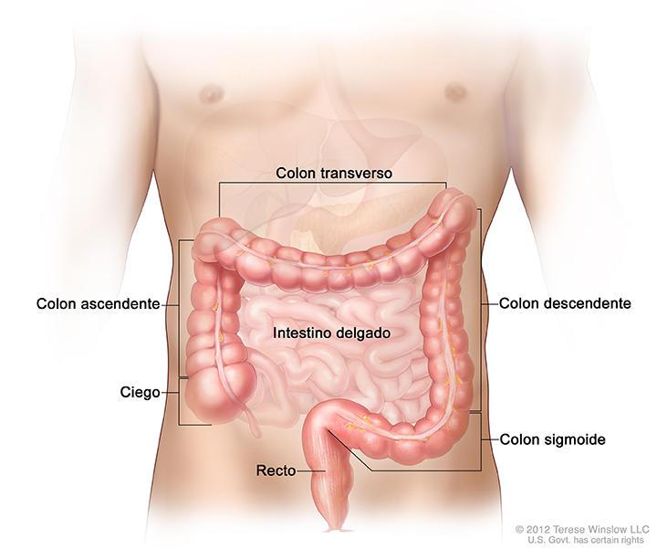 Ilustración del intestino