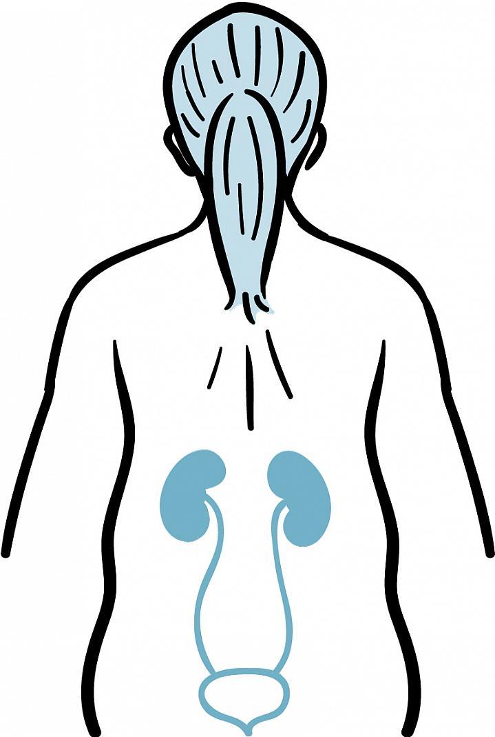 Ilustración que muestra la ubicación de los riñones y la vejiga en el cuerpo humano