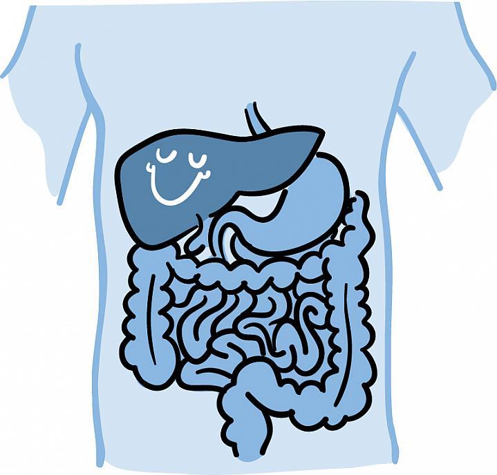 Caricatura de un hígado sonriente junto al estómago y los intestinos en el cuerpo.