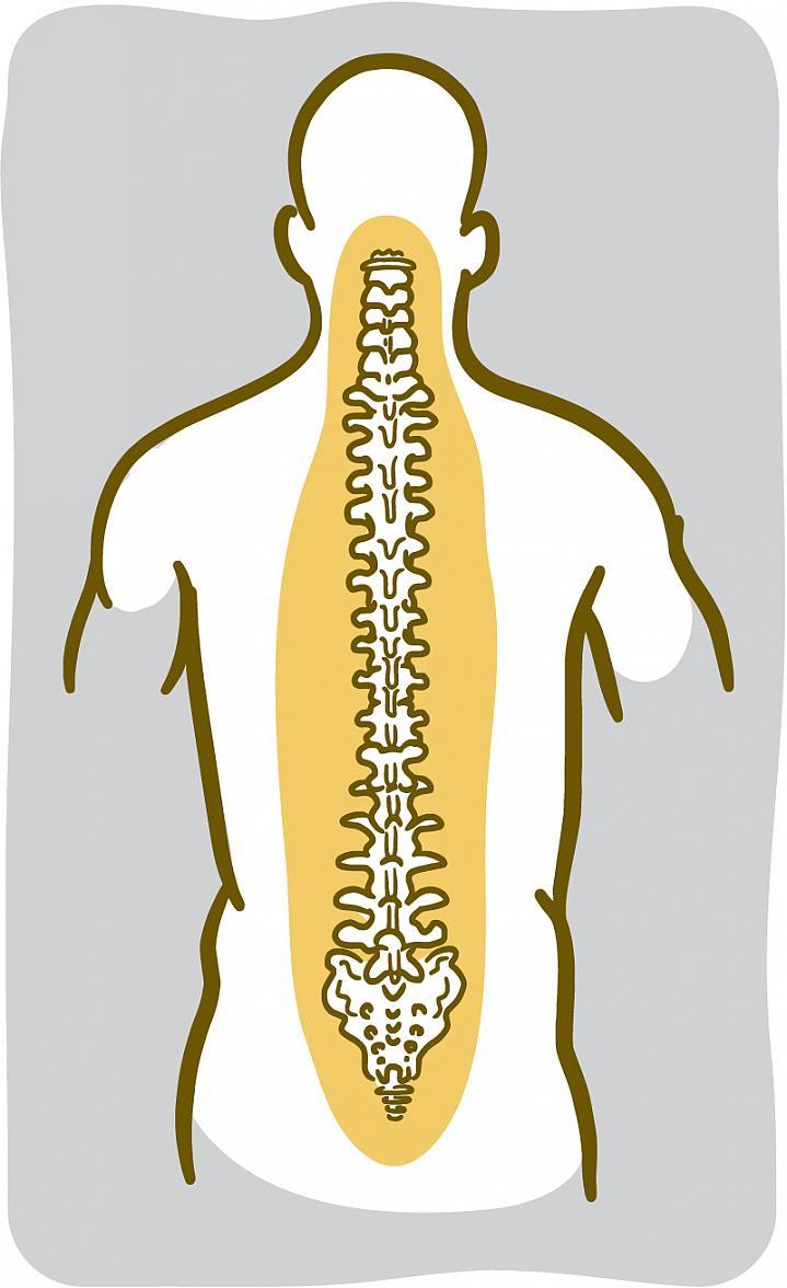 Ilustración de los huesos de la columna.