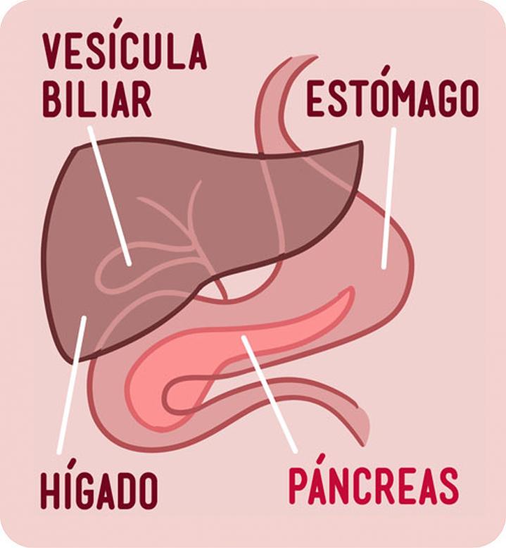 Ilustración de los órganos del aparato digestivo, el hígado, el estómago, la vesícula biliar y el páncreas.