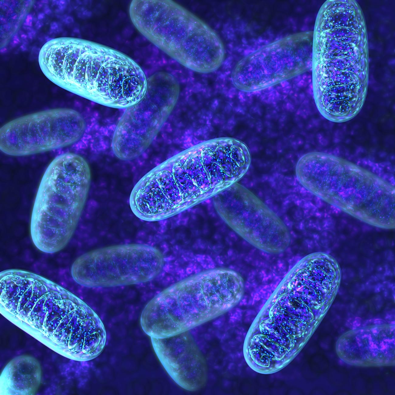 La actividad de la DNA-PK disminuye la cantidad de mitocondrias (que se muestran aquí), las cuales convierten la grasa en energía para alimentar el cuerpo.