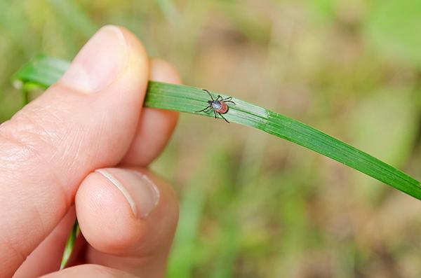 Una imagen de un primer plano de la mano de una persona sosteniendo una hoja con una garrapata en ella.