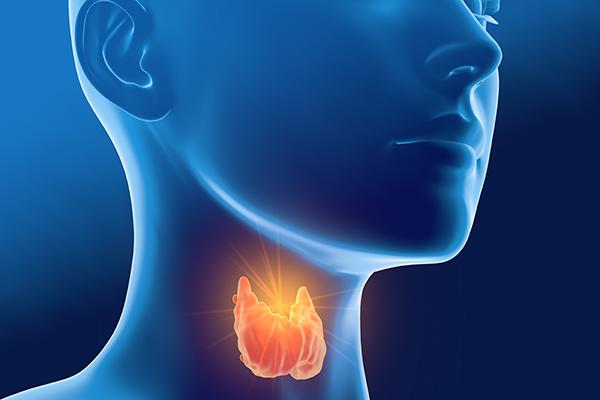 Imagen de una ilustración 3D de la glándula tiroides