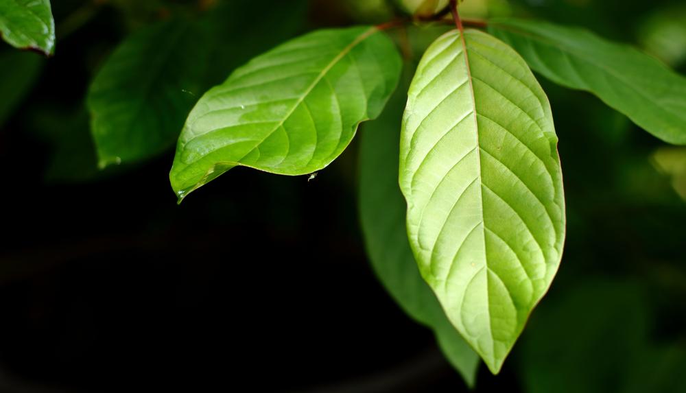 Foto de hojas de kratom.