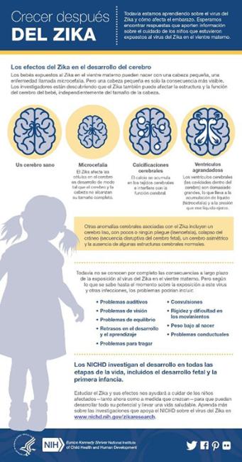 Infografía: Crecer después del Zika