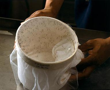 Mosquitos en un recipiente de agua.