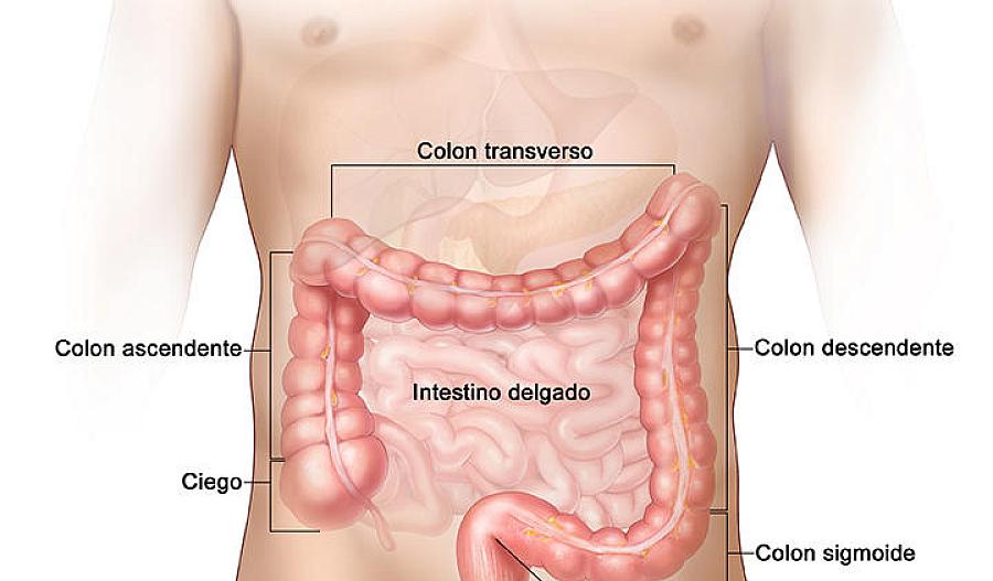 Ilustración del intestino