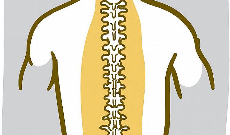 Ilustración de los huesos de la columna.