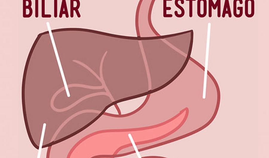 Ilustración de los órganos del aparato digestivo, el hígado, el estómago, la vesícula biliar y el páncreas.