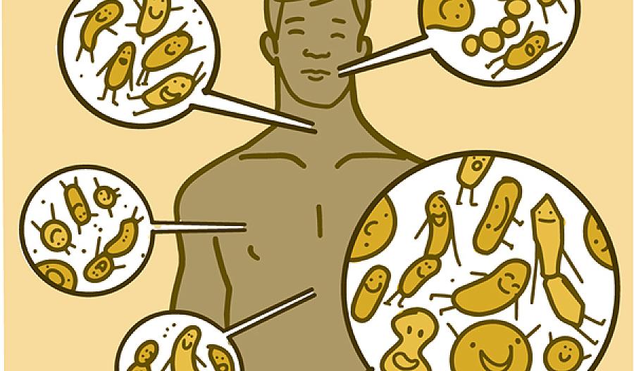 Ilustración que muestra dónde viven los microbios en el cuerpo de un hombre
