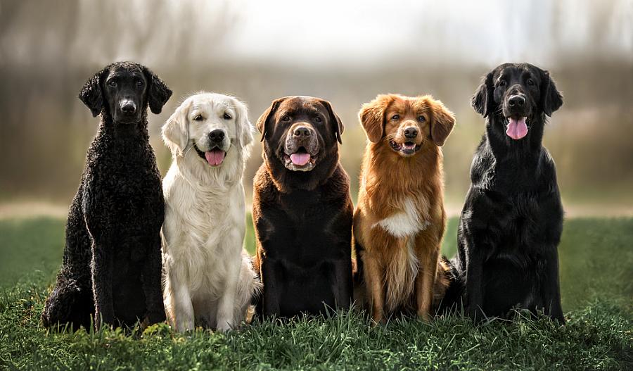 Una foto de diferentes tipos de razas de perros