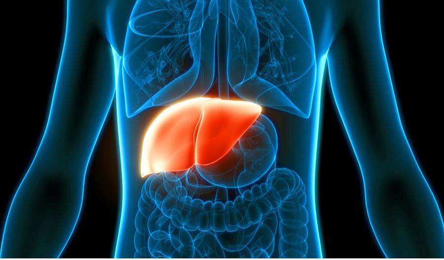 Una ilustración médica muestra un torso humano transparente, delineado con líneas azules, con el hígado destacado en un color rojo brillante en el centro. 